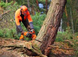 Best Tree Preservation Services  in Glespie, IL